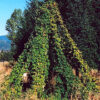 Hops (Humulus lupulus) seeds, organic [WA, ID NO] - Image 3