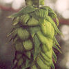Hops (Humulus lupulus) seeds, organic [WA, ID NO] - Image 2