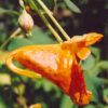 Jewelweed, Orange (Impatiens capensis), packet of 10 seeds - Image 2