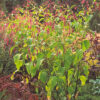 Kiss-Me-Over-the-Garden-Gate (Persicaria orientalis) seeds, organic