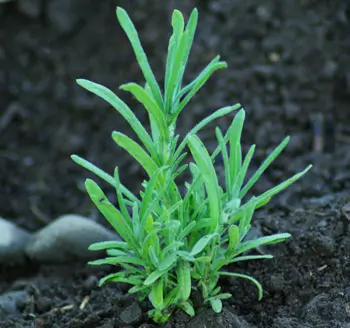 Lavender, Yellow (Lavandula viridis), packet of 30 seeds, organic - Image 2