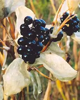 Leopard Flower (Belamcanda chinensis) seeds - Image 2