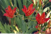 Leopard Flower (Belamcanda chinensis) seeds
