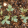 Lovage (Levisticum officinale) seeds, organic - Image 6