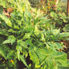 Lovage (Levisticum officinale) seeds, organic - Image 3