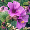 Four O'clock, Maravilla (Mirabilis multiflora), packet of 5 seeds, Organic - Image 5