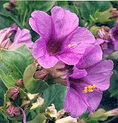 Four O'clock, Maravilla (Mirabilis multiflora), packet of 5 seeds, Organic - Image 5