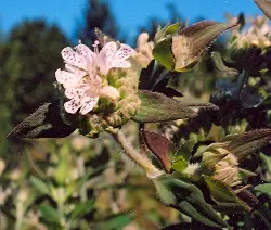 Mint, Mountain (Pycnanthemum virginianum), packet of 100 seeds