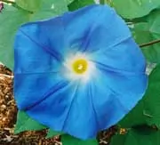 Morning Glory, Heavenly Blue (Ipomoea tricolor) seeds