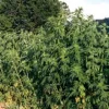 Motherwort, Official (Leonurus cardiaca) seeds, organic - Image 3