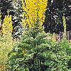 Mullein, Greek (Verbascum olympicum) seeds, organic - Image 2