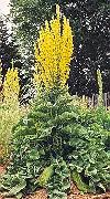 Mullein, Greek (Verbascum olympicum) seeds, organic - Image 2