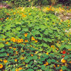 Nasturtium, Jewels (Tropaeolum majus), packet of 15 seeds, organic - Image 2