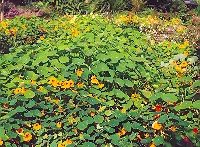 Nasturtium, Jewels (Tropaeolum majus), packet of 15 seeds, organic - Image 2