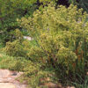 Oregano, Greek (Origanum heracleoticum) potted plant, organic