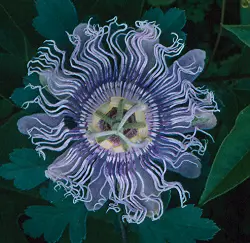 Passionflower, Official (Passiflora incarnata) plant in a 9-inch-deep pot, organic - Image 6