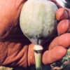 Poppy, Peshawar (Papaver somniferum var. album) seeds, organic - Image 11