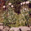Poppy, Peshawar (Papaver somniferum var. album) seeds, organic - Image 8