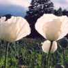 Poppy, Peshawar (Papaver somniferum var. album) seeds, organic - Image 10