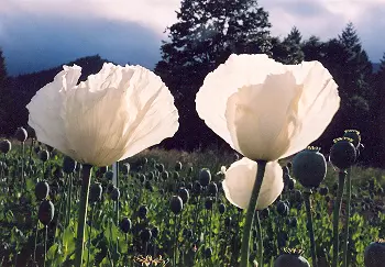 Poppy, Peshawar (Papaver somniferum var. album) seeds, organic - Image 10