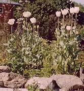 Poppy, Peshawar (Papaver somniferum var. album) seeds, organic - Image 8