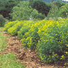 Rue (Ruta graveolens) seeds, organic - Image 2