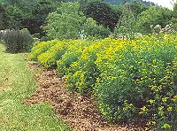 Rue (Ruta graveolens) seeds, organic - Image 2