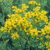 Rue (Ruta graveolens) seeds, organic