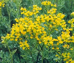 Rue (Ruta graveolens) seeds, organic