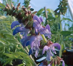 Sage, Dan-shen miltiorrhiza (Salvia miltiorrhiza) potted plant, Organic - Image 2