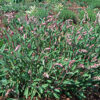 Sage, Garden (Salvia officinalis) potted plant, organic - Image 2