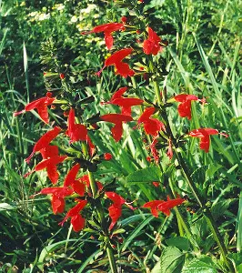 Sage, Scarlet (Salvia coccinea), packet of 200 seeds
