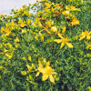 Saint John's Wort (Hypericum perforatum) potted plant [CA, CO, MT, SD, WA no] - Image 3