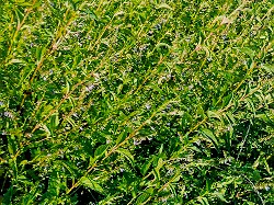 Skullcap, Official (Scutellaria lateriflora) potted plant, organic - Image 2