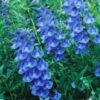 Chinese Medicinal Herb Seed Collection:  Dan-shen (Sage, Chinese Red); Dang-shen (Codonopsis); Huang-qi (Astragalus); Huang-qin (Skullcap, Baikal); Qu-mai (Dianthus); Ji-xing-xie (Chinese Balsam); Ban-zhi-lian (Skullcap, Barbat); Yi-mu-cao (Motherwort, Chinese) - Image 2
