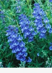 Skullcap, Baikal (Scutellaria baicalensis) seeds, organic - Image 2