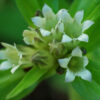 Gentian, Tibetan (Gentiana tibetica), packet of 30 seeds, organic