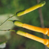 Tobacco Set (10 seed packets): Azteca, Huichol, Hopi, Oneida, Rapa-nui, Tree, Scherazi, Smoking, Walker's, West Indies - Image 9