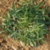Tormentil (Potentilla tormentilla), packet of 30 seeds, organic [WA NO] - Image 2