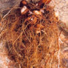 Wild Yam, American Live Root (Dioscorea quaternata), organic