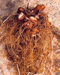 Wild Yam, American--Four-Leaf Yam (Dioscorea quaternata) potted plant, organic - Image 5