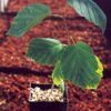 Witch Hazel, Virginian (Hamamelis virginiana) potted tree, Organic - Image 5