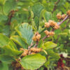 Witch Hazel, Virginian (Hamamelis virginiana) potted tree, Organic - Image 3