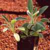 Wooly Lambs Ears (Stachys byzantina), packet of 20 seeds, organic - Image 3