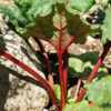 Rhubarb, Himalayan (Rheum emodii), packet of 10 seeds - Image 2