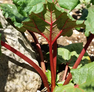Rhubarb, Himalayan (Rheum emodii), packet of 10 seeds - Image 2
