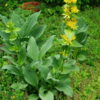 Gentian, Yellow (Gentiana lutea) seeds, organic - Image 6