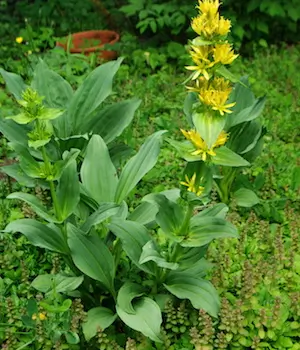 Gentian, Yellow (Gentiana lutea) seeds, organic - Image 6