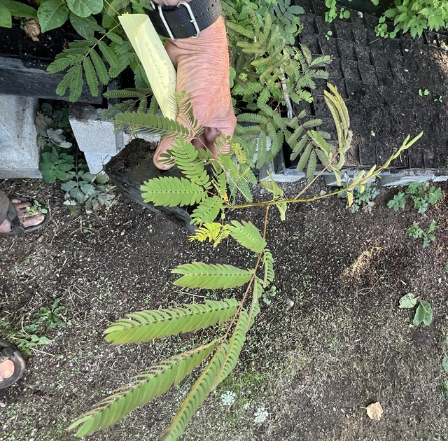 Mimosa, Silk Tree (Albizia julibrissin) tree in a 5 inch pot, Organic