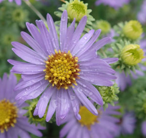 Aster, Aromatic (Aster oblongifolius), packet of 100 seeds | Strictly ...